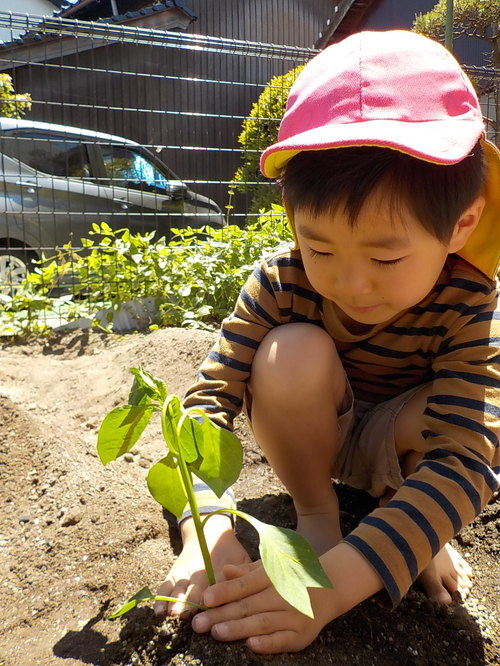 苗植え