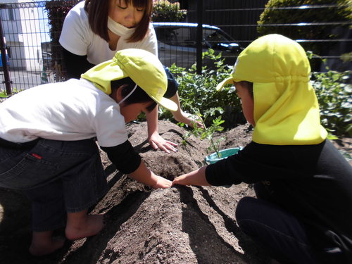 苗植え