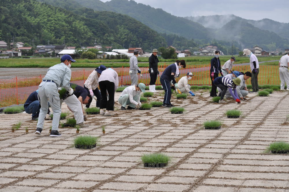 苗植え