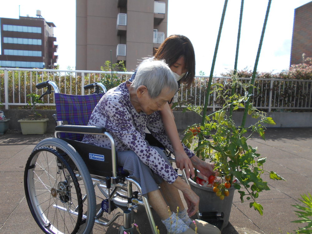 トマトを収穫している写真