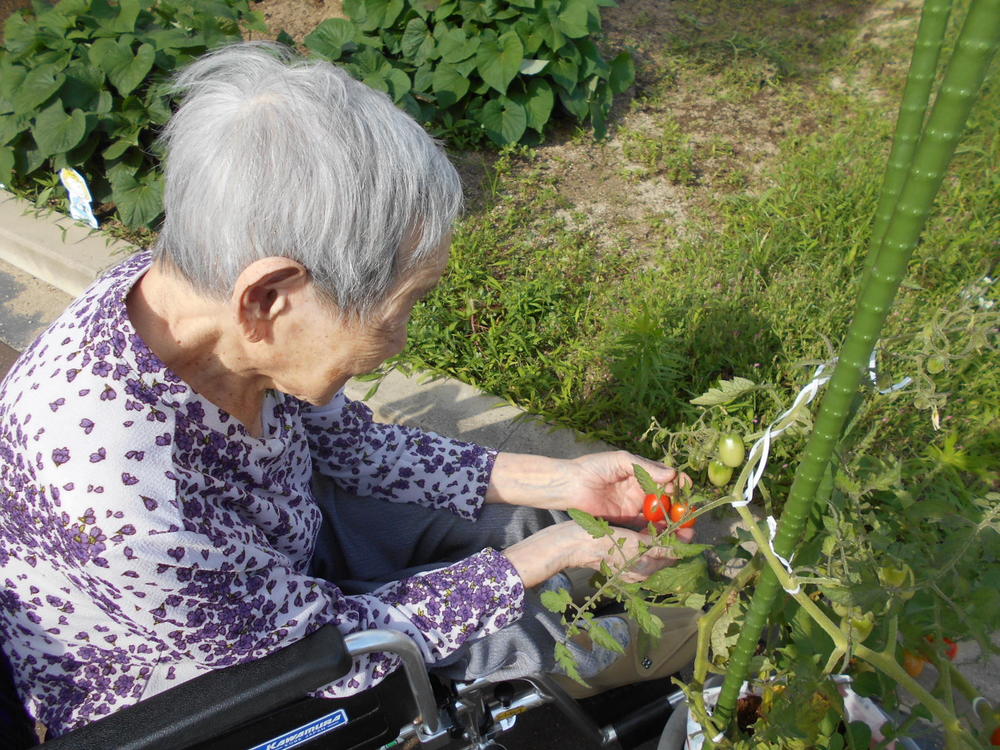 ミニトマトを収穫している写真2