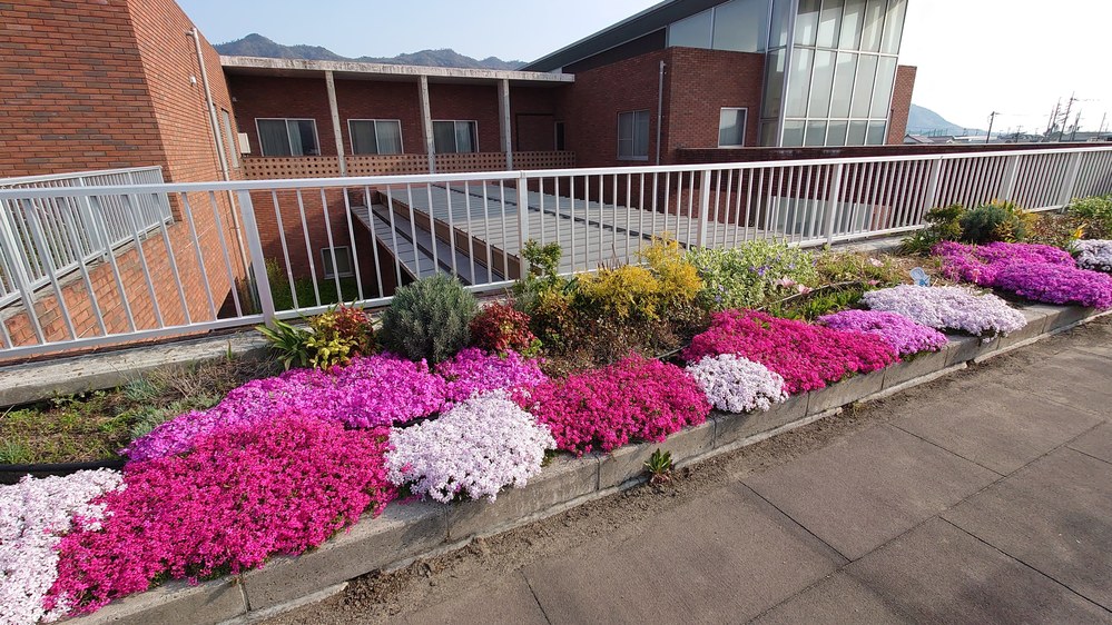 芝桜の写真